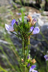 Psoralea diturnerae