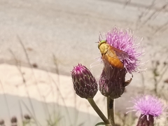 Silvius alpinus
