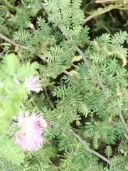 Mimosa pigra
