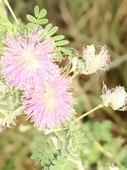 Mimosa pigra