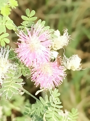 Mimosa pigra