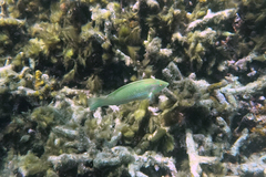 Halichoeres chloropterus