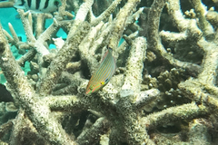 Halichoeres melanurus