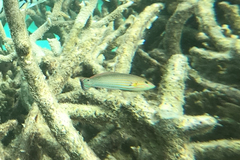 Halichoeres melanurus