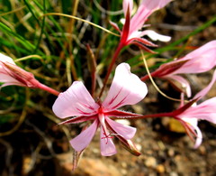 Pelargonium carneum