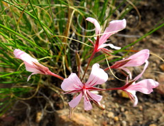 Pelargonium carneum
