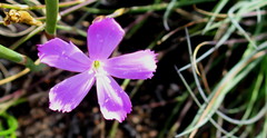 Dianthus thunbergii