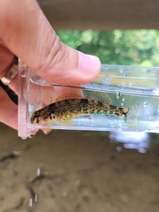 Kanawha Darter photo 4