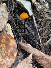 Marasmius spegazzinii