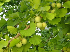 Ginkgo biloba