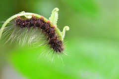 Creatonotos