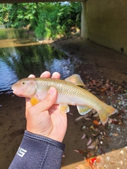 Nocomis platyrhynchus