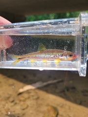 Notropis rubricroceus