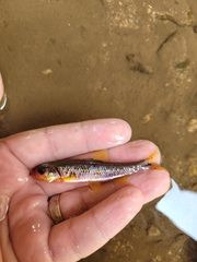 Notropis rubricroceus