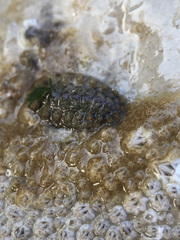Acanthochitona