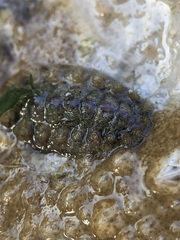 Acanthochitona