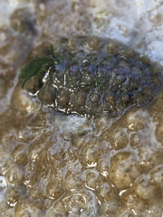 Acanthochitona