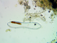 Surirella librile