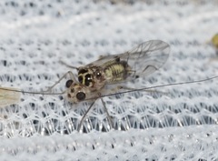 Teliapsocus conterminus