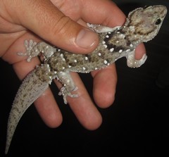 Chondrodactylus