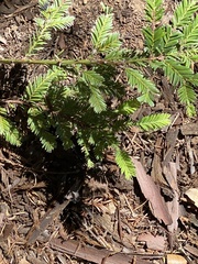 Sequoia