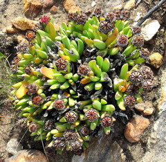 Machairophyllum albidum