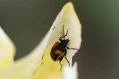 Coleoptera