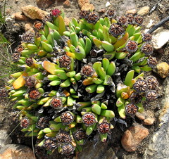 Machairophyllum albidum