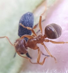 Lasius neoniger