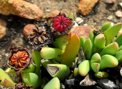 Machairophyllum albidum