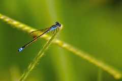 Ischnura capreolus