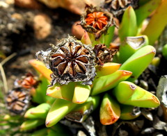 Machairophyllum albidum