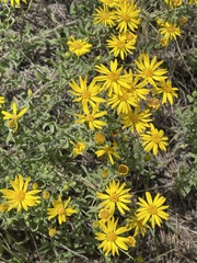 Heterotheca hirsutissima
