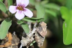 Leprus