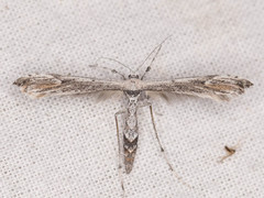 Oidaematophorus grisescens