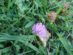 Trifolium pratense