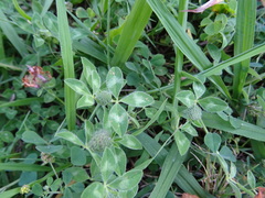 Trifolium pratense