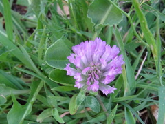 Trifolium pratense