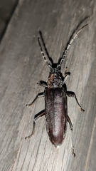 Cerambyx carinatus