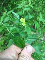 Lithospermum latifolium