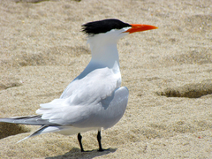 Thalasseus maximus