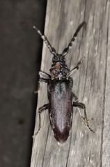 Cerambyx carinatus