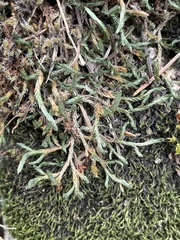 Selaginella underwoodii