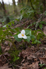 Callipetalon
