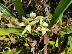 Prosthechea fragrans