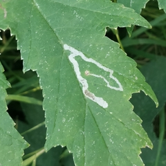 Phytomyza spondylii group