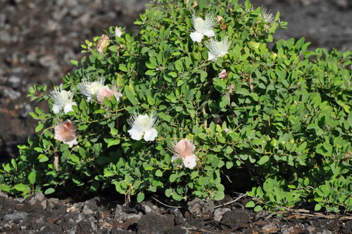 Capparis sandwichiana