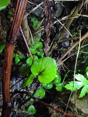 Lysimachia christinae