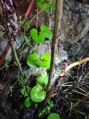 Lysimachia christinae