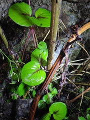 Lysimachia christinae